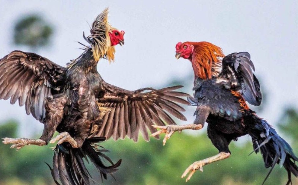 Cách quản lý vốn khi tham gia đá gà