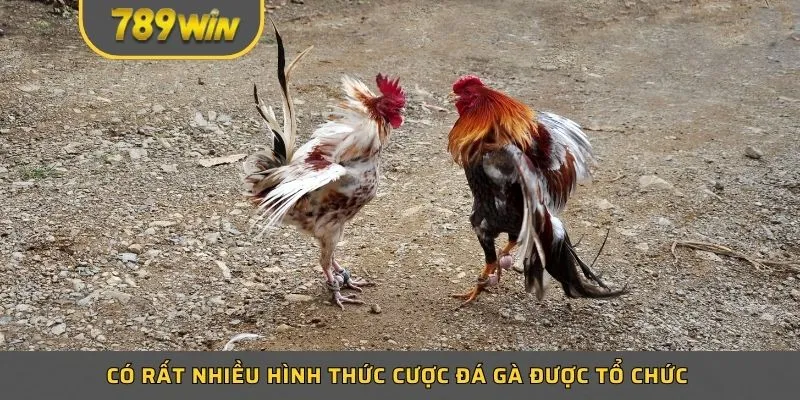 Phân tích thực lực những chiến kê
