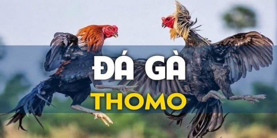 Sảnh cược đá gà Thomo trực tiếp hấp dẫn